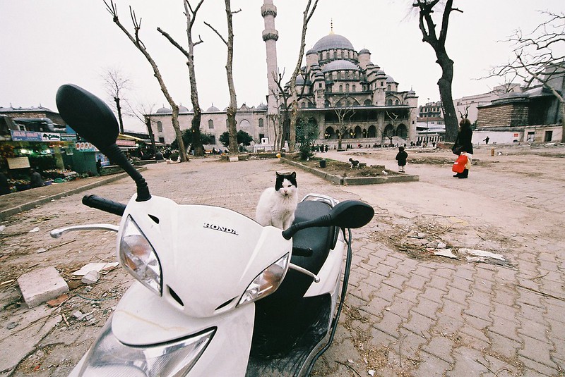 A black-and-white cat perched on a white Honda scooter in an Istanbul square, with a domed mosque behind it.